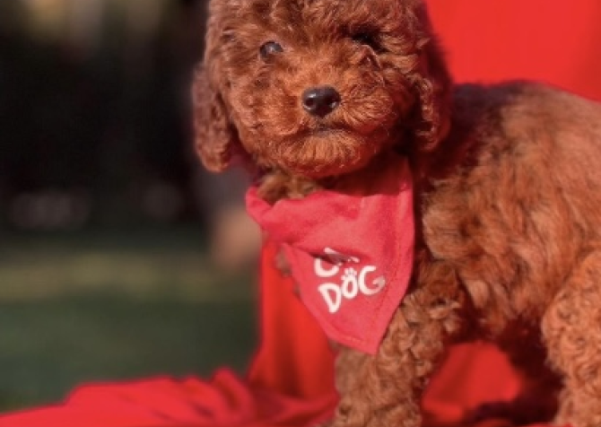 Dark brown poodle yavrular